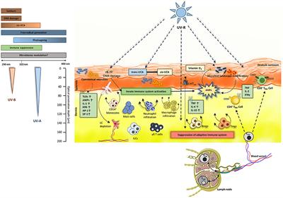 Frontiers | A Perspective On The Interplay Of Ultraviolet-Radiation ...